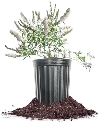 Perfect Plants White Profusion Butterfly Bush, 1 Gallon, Live Plant by PerfectPlantsNursery