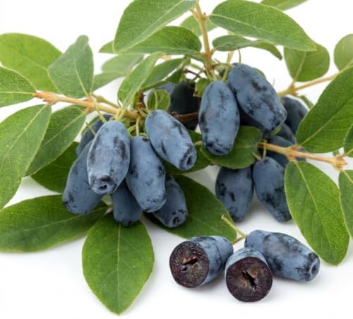 Haskap Live Plant, Haskap Honeyberry Bush, 4-8 Inch Tall - Image 2