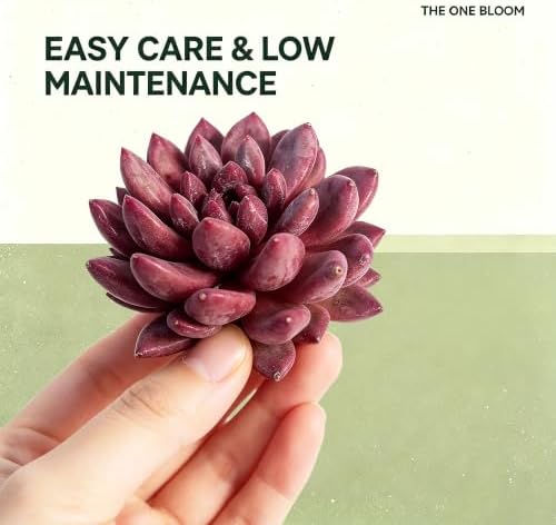 Echeveria 'Cherry' Live Succulent Plant 2-2.5", Bare Root Succulent, No Pot or Soil, Compact Rosette Indoor Plant for Decorative Planters, Home Decor & Succulent Collections - Image 3