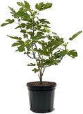 American Plant Exchange Brown Turkey Fig Tree, 7 Gallon Pot, 2-3ft Tall, Extra Large Outdoor Landscape Garden Plant, Self-Pollinating, Edible Fruit Tree, Live Fruiting Plant by AmericanPlantExchange