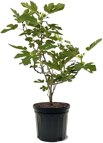 American Plant Exchange Brown Turkey Fig Tree, 7 Gallon Pot, 2-3ft Tall, Extra Large Outdoor Landscape Garden Plant, Self-Pollinating, Edible Fruit Tree, Live Fruiting Plant by AmericanPlantExchange