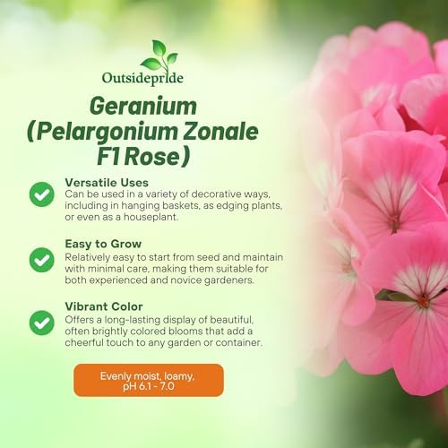 Outsidepride Rose Geranium Seeds for Planting - 50 Pcs Annual, Heat & Drought Tolerant Flower Seeds with Green Foliage & Rose Blooms for Pots, Borders & Lush Summer Garden Displays - Image 3