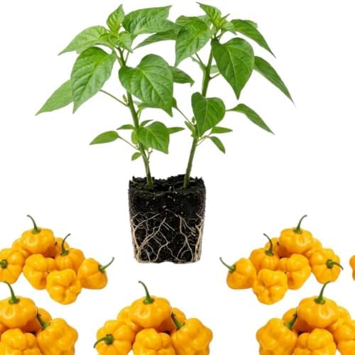 2 Yellow Bonnet Pepper Live Plants, 4-7" Tall Pepper Seedlings - Image 2