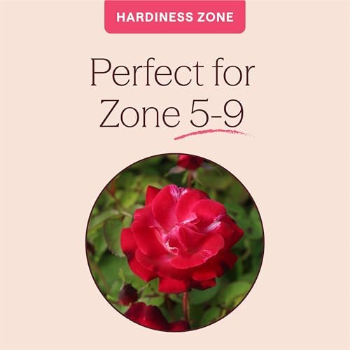 Heirloom Climbing Roses, Live Own Root Plant, Cancan™ - Image 5