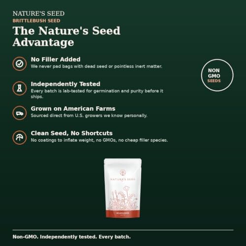 Nature’s Seed Brittlebush Wildflower Flower Seeds for Planting, Drought-Tolerant, Pollinator Friendly, Ideal for Desert Wildlife, 0.25 lbs - Image 4