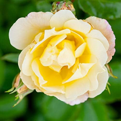Perfect Plants Popcorn Drift Rose Bush, 1 Gallon, Live Plant - Image 3