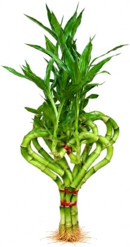 Lucky Bamboo Live Plant, Heart Shaped Zen Bamboo Hydroponic Plant by NYCitySucculents