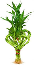 Lucky Bamboo Live Plant, Heart Shaped Zen Bamboo Hydroponic Plant by NYCitySucculents