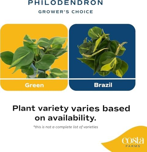 Costa Farms Philodendron, Live Indoor Plant, Tropical Houseplant - Image 3