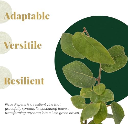 6 Creeping Fig, Live Plants – Ficus Repens – Fast-Growing & Versatile Climbing Vine in 2.5” Nursery Cubes – Perfect for Living Walls, Topiaries, Ground Cover & Indoor/Outdoor Decor - Image 2