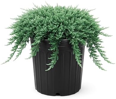 Blue Rug Juniper Wiltonii | 3 Extra Large Trade 3 Gallon Plants | Juniperus Horizontalis | Creeping Ground Cover, Low Maintenance, Drought Tolerant, Evergreen Foliage, Fast Growing Erosion Control by FloridaFoliage