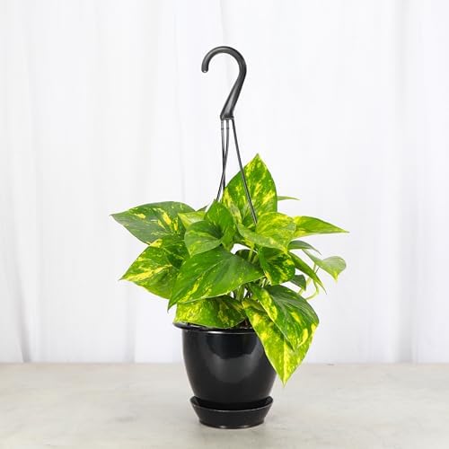 Live Golden Pothos, Indoor Vining Plant, Easy to Grow, 4" Pot - Image 4