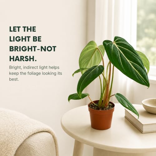 Philodendron Gloriosum Live Plant, 2 Inch Rare Heart Leaf Houseplant - Image 4