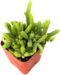 Live Succulent Cactus Plants (2" Pot Crassula Pyramidalis) by USKC
