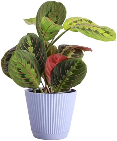 Live Red Prayer Plant, Pet Friendly, Easy to Grow, 4" Diameter Pot by ThorsensGreenhouse