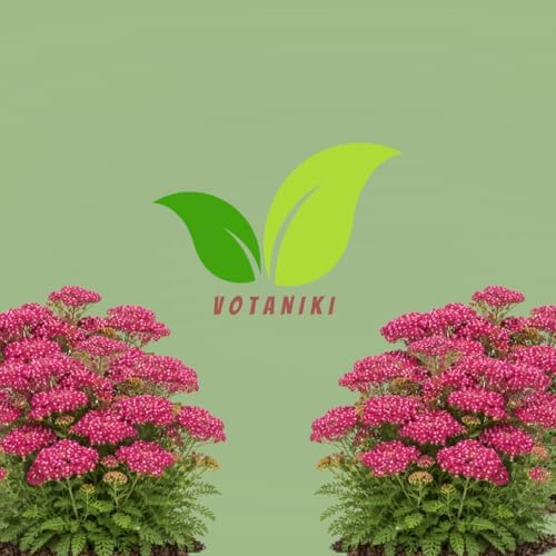 Votaniki Achillea Summerwine Yarrow Bare Root Perennial Wine Red Flowers Summer Blooming Drought Tolerant Plant for Garden Borders Cut Flower Outdoor Growing (Pack of 25) - Image 7
