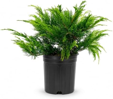 Monna Juniper Sierra Spreader | 2 Live Gallon Size Plants | Juniperus Chinensis | Evergreen Cold Hardy Drought Tolerant Groundcover by FloridaFoliage