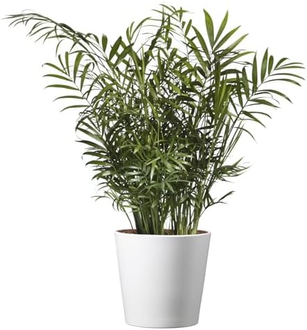 American Plant Exchange Parlor Palm – Live 6-Inch with Pot Cover, Easy-Care Air-Purifying Indoor Palm, Low-Light Tropical Plant for Home, Office, Bedroom & Indoor Décor by AmericanPlantExchange