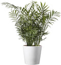 American Plant Exchange Parlor Palm – Live 6-Inch with Pot Cover, Easy-Care Air-Purifying Indoor Palm, Low-Light Tropical Plant for Home, Office, Bedroom & Indoor Décor by AmericanPlantExchange