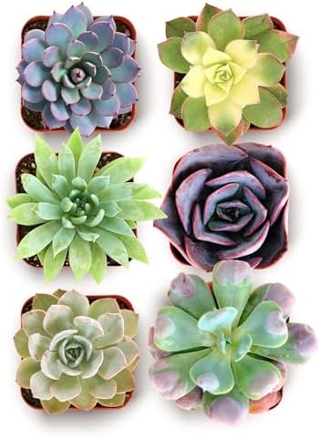 Shop Succulents Blush Rosette Succulent Plant Pack – Live Mini Rosette Succulents, Soft Pastel Colors, Low Maintenance Plants – Wedding Favors, Gifts & Home Decor, 2" Pots by ShopSucculents