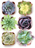 Shop Succulents Blush Rosette Succulent Plant Pack – Live Mini Rosette Succulents, Soft Pastel Colors, Low Maintenance Plants – Wedding Favors, Gifts & Home Decor, 2" Pots by ShopSucculents