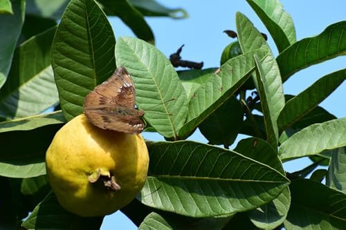 Guava Seeds for Planting 100+ Seeds (1 g) for Indoor & Outdoor Gardening, Heirloom Non-GMO Guava Seeds for Home Garden Pots Backyard Greenhouse - Image 5