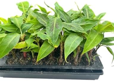 Grand Nain Banana Tree (4 Pack) Live Starter Plug Tropical Fruit - Image 4
