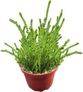 Sprout N Green Watch Chain, Live Crassula muscosa Succulent Plant Fully Rooted in 4" Pot, Home Office Indoor Outdoor Wedding Decoration DIY Projects Party Favor, Easy to Care, Keep Away from Pets by SproutNGreen