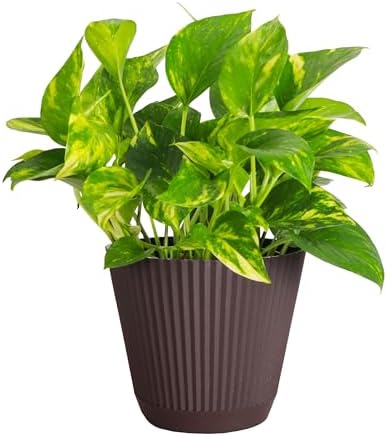 Live Golden Pothos, Indoor Vining Plant, Easy to Grow, 6" Pot by ThorsensGreenhouse