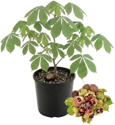 Horse Chestnut Live Tree Plant Dormant, 4-6" Tall by TANKDA