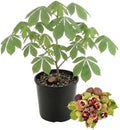Horse Chestnut Live Tree Plant Dormant, 4-6" Tall by TANKDA
