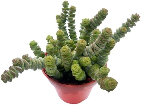 Sprout N Green 4" String of Buttons, Live Crassula 'Baby's Necklace' Trailing Succulent Rooted in Pot, Houseplant for Home Office Hanging Decoration, DIY Projects, Party Favor, Keep Away from Pets by SproutNGreen