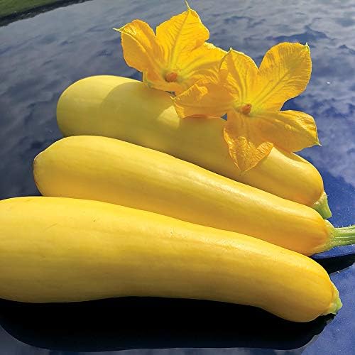 Park Seed Smooth Criminal Yellow Squash Seeds, Pack of 20 by ParkSeed