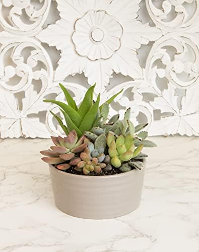Succulents Plants Live in Garden Succulent Planters, Live Succulent Plants Live Plants in Taupe Planter Pot, Live Succulents Unique Gardening Gifts for Plant Lovers, Succulent Gifts by Plants for Pets - Image 2
