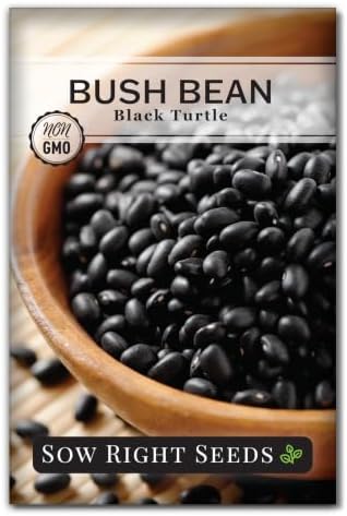 Sow Right Seeds - Black Turtle Bush Bean Seed for Planting Outdoor Garden by SowRightSeeds