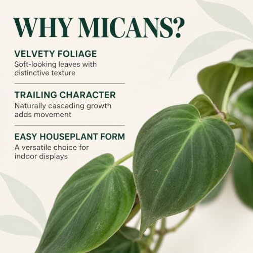 Philodendron Micans Live Plant - Rare Velvet Leaf Trailing Houseplant - Image 4