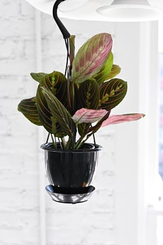 Live Red Prayer Plant, Pet Friendly, Easy to Grow, 4" Diameter Pot - Image 2