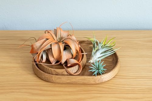 Purple Colorful Tillandsia Air Plants - Long Lasting Color Enhanced Live Tillandsia Succulent House Plants - Home and Garden Decor - Easy Care Indoor and Outdoor (Mini Xerographica, Pack of 3) - Image 5