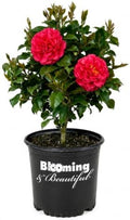 Blue Ridge Sunset Camellia, Live Evergreen Flowering Shrub, 3 Gallon by BloomingBeautiful