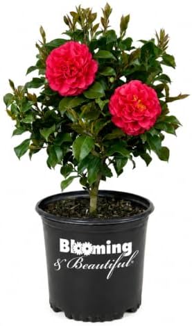 Blue Ridge Sunset Camellia, Live Evergreen Flowering Shrub, 3 Gallon by BloomingBeautiful