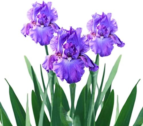 Easy to Grow Bearded Iris His Royal Highness 3 Plant Bulbs - Purple Indigo Flowers Spring to Fall, Full Sun Low Maintenance Zones 3-10 by EasytoGrow