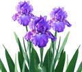 Easy to Grow Bearded Iris His Royal Highness 3 Plant Bulbs - Purple Indigo Flowers Spring to Fall, Full Sun Low Maintenance Zones 3-10 by EasytoGrow