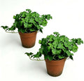 Artificial Shamrock Potted Plants, Set of 2 Indoor Faux Clover Decor by QenyiHPD