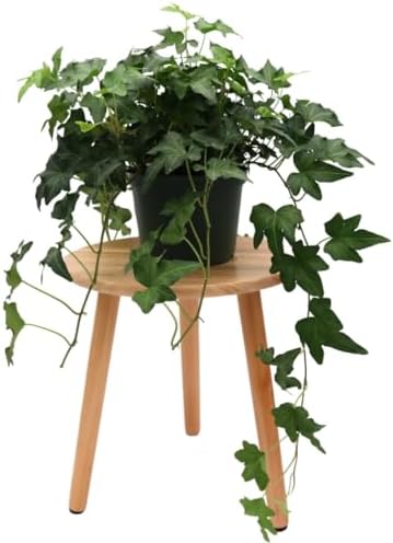 American Plant Exchange English Ivy 'Needlepoint' – 6-Inch Pot, Live Trailing Vine, Low-Maintenance Air-Purifying Houseplant for Hanging Baskets, Shelves & Indoor Home or Office Décor by AmericanPlantExchange