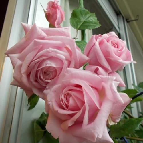 Light Pink Rose Live Plant, Bush, 5-10 Inch Tall - Image 2