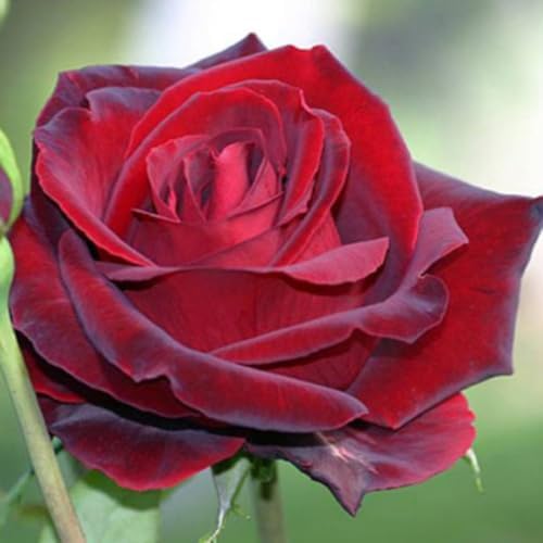 Velvet Red Black Climbing Live Rose Plant, 5-10 Inch Tall - Image 5
