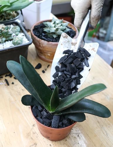 TOYPOPOR Horticultural Charcoal for Indoor Plants (3 Quarts) Hardwood Potting Soil Amendment Helps Improve Drainage for Orchids, Succulent, Cactus, Terrariums, and Gardening - Image 4