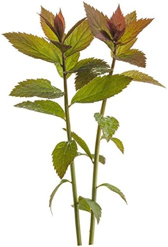 Proven Winners - Spiraea jap. Double Play Red (Spirea) Shrub, red flowers, #3 - Size Container - Image 3