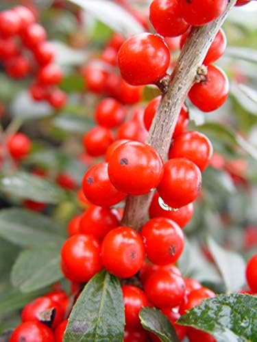 Ilex verticillata 'Red Sprite' (Winterberry) Shrub, XL red fruit, 3 - Size Container - Image 2