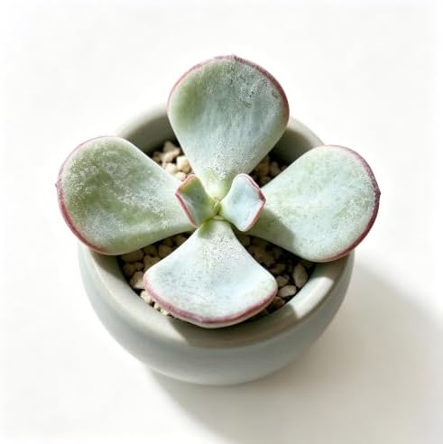 3PCS Cotyledon 'Orbiculata Hakubi' Live Succulent Plant 1.5 Inch, Rare Cotyledon Bare Root No Pot, Easy Care Indoor Outdoor Houseplant for Home Garden Decor, Gift for Plant Lovers - Image 5